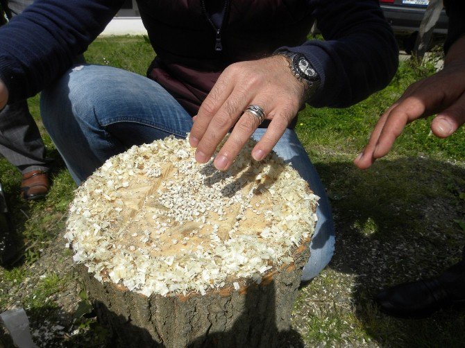 Fatsa’da İstiridye Mantarı Yetiştiriciliği Yaygınlaşıyor