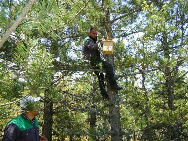 Kütahya Orman Bölge Müdürlüğü’nden Kuşlara Yuva
