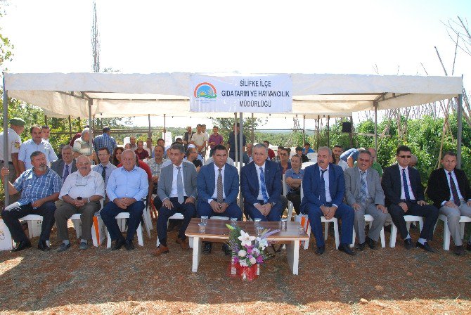 Silifke’de İyi Tarım Uygulamaları Sertifika Dağıtım Ve Tarla Günü Etkinliği