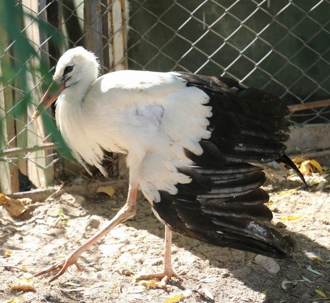 Yaralı Yavru Leylekler Koruma Altına Alındı
