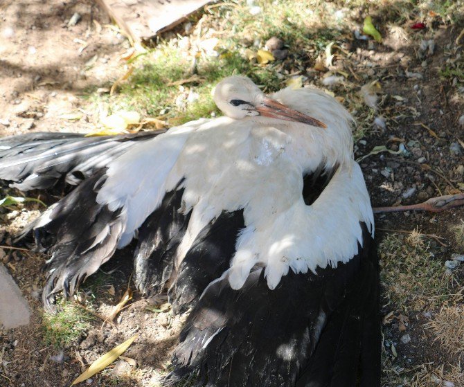 Yaralı Yavru Leylekler Koruma Altına Alındı
