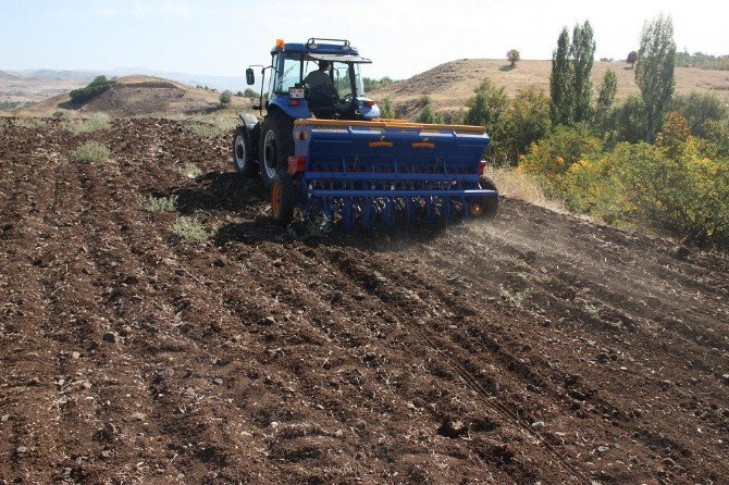 Tunceli’de Ayyıldız Buğdayı Ekimi Gerçekleştirildi