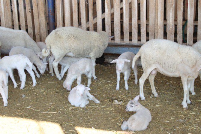 Bursa’da Özel Bir Koyun Irkı Geliştiriliyor