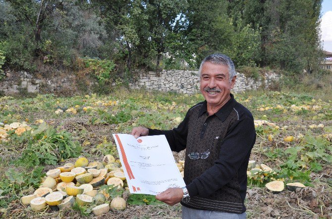 Tescilli Kabak Çekirdeğinin Hasadı Başladı