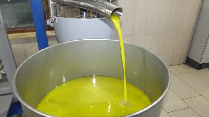 Burhaniye’de Zeytinyağında Yüksek Kalite Sevinci