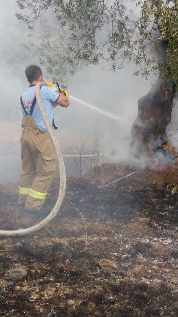 Zeytinlik Yangınına Müdahale Edildi