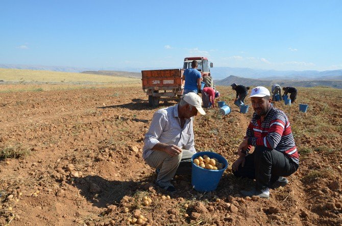 Patates Üreticileri Dertli