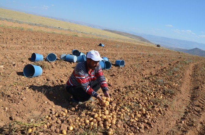 Patates Üreticileri Dertli