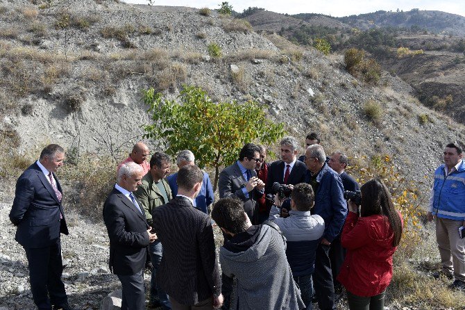 Gümüşhane’nin Ceviz Seferberliği Başladı