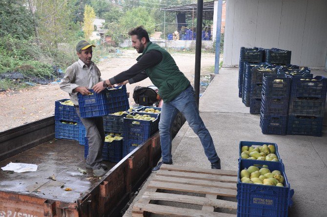 Armut Üreticisi Fiyattan Yakınıyor