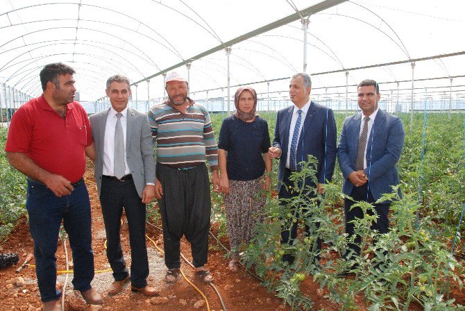 Silifke Kaymakamı Cinbir Domates Serasını Gezdi