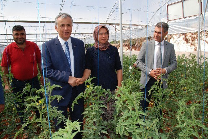 Silifke Kaymakamı Cinbir Domates Serasını Gezdi