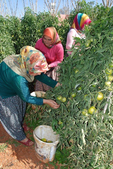 Yayla Domatesi Üreticisinin Yüzünü Güldürdü