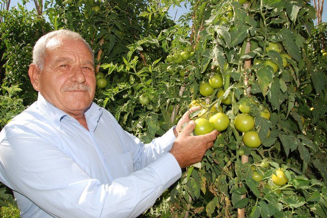 Yayla Domatesi Üreticisinin Yüzünü Güldürdü