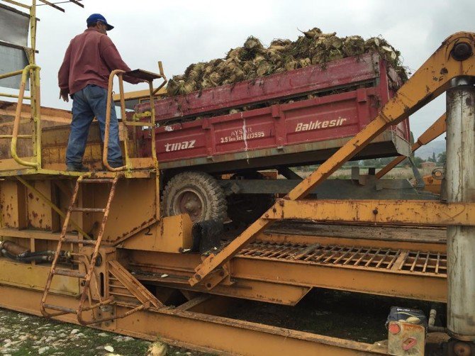 Yenişehir’de 50 Bin Ton Pancar Rekoltesi Bekleniyor