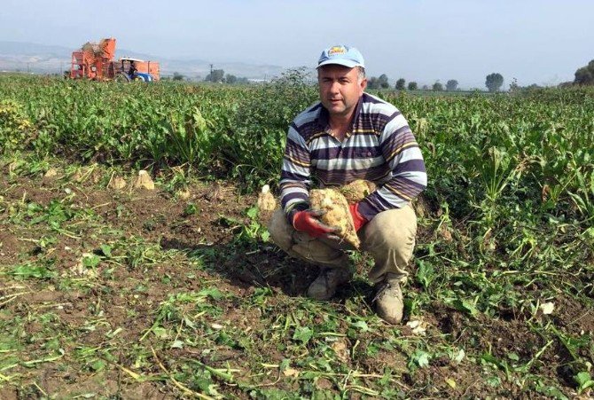 Yenişehir’de 50 Bin Ton Pancar Rekoltesi Bekleniyor