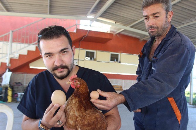 Folluktan Çıkan Bu Yumurta Şaşırttı