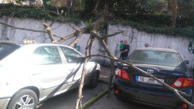 Lodostan Devrilen Ağaç Park Halindeki 5 Aracın Üzerine Düştü