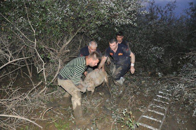 Bataklığa Saplanan Koyun Sürüsünü İtfaiye Kurtardı