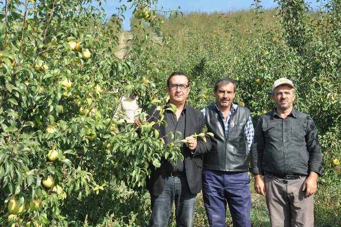 İnegöl’de Elma Hasadı Başladı