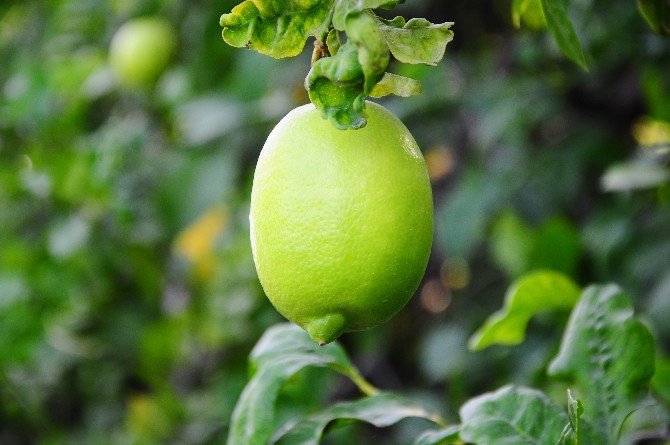 Limon Üreticisinin Yüzü Güldü