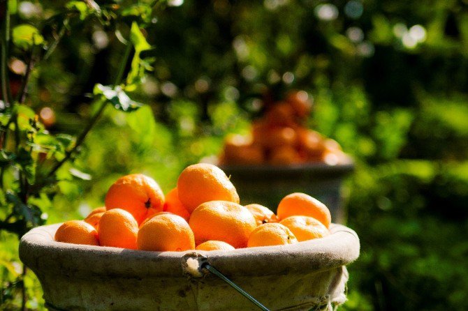 Satsuma Mandalina İhracatında Rusya Sevinci