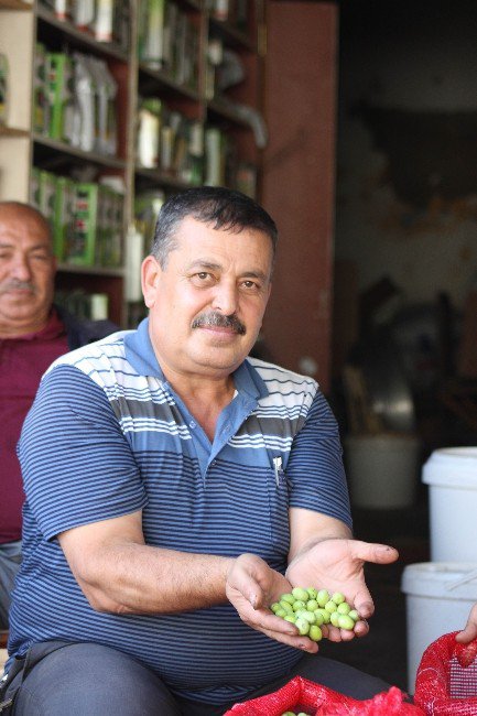 Kilis’te Sofralık Yeşil Zeytin Piyasada