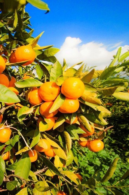 Satsuma Mandalina İhracatında Rusya Coşkusu Yaşanıyor