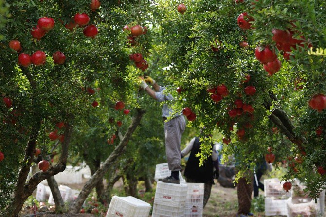 Nar Üreticisini Rus Pazarı Da Sevindiremedi