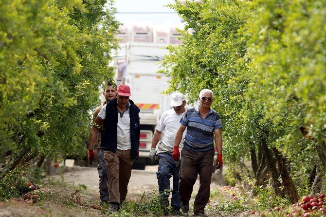 Nar Üreticisini Rus Pazarı Da Sevindiremedi