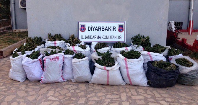 Diyarbakır’da 306 Kilo Esrar Ele Geçirildi