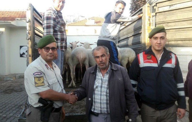 Koyun Hırsızları Jandarmadan Kaçamadı