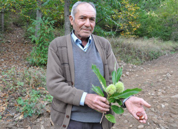 Kestane Hasadı Başladı