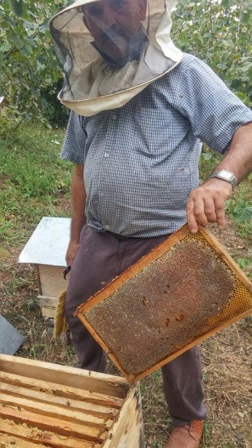 Alaplı’da Arı Kovanlarına Sonbahar Bakımı