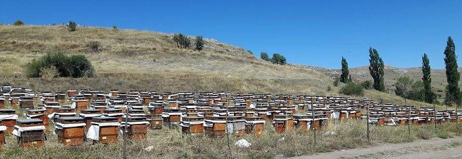 Samsun’da Bal Üretimi Yüzde 40 Düştü