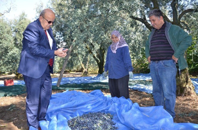 Başkan Sargın Çiftçilerle Zeytin Sezonunu Açtı