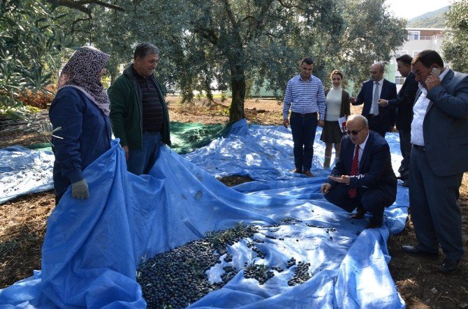 Başkan Sargın Çiftçilerle Zeytin Sezonunu Açtı