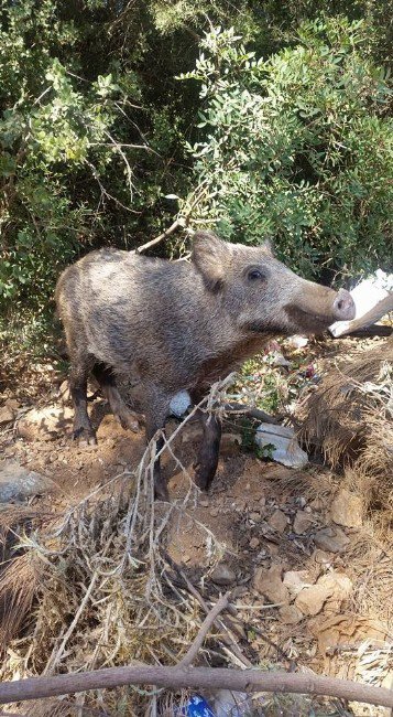 Balıkçılar Yaban Domuzlarını Elleriyle Besliyor