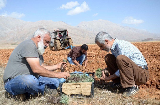 Ovacık’ta İlk Defa Lavanta Dikimi Yapıldı