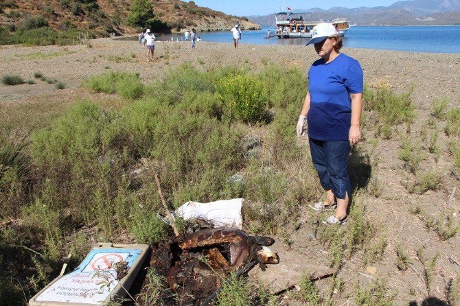 Fethiye’de Yakılmış Caretta Caretta