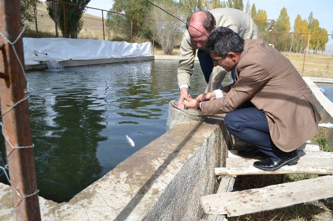 Müdür Engin Alabalık Tesisini Ziyaret Etti