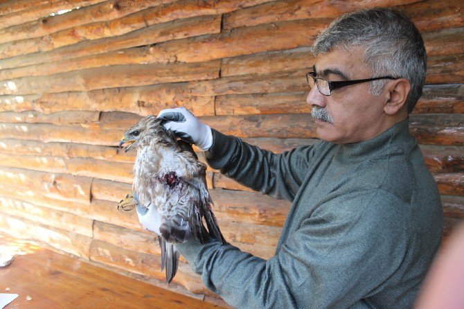 Jandarmanın Bulduğu Yaralı Şahin Tedavi Altına Alındı