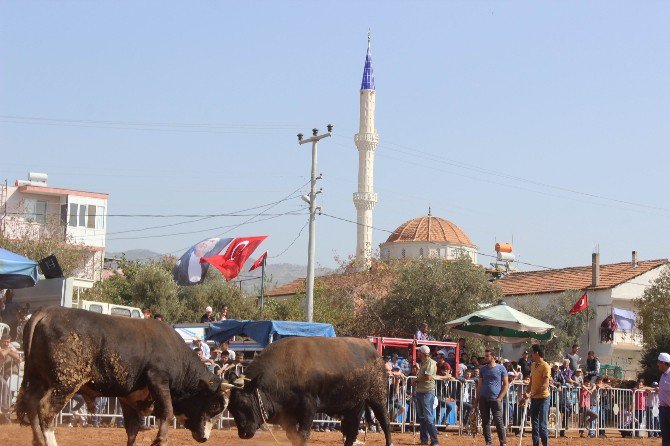 Aydın’da Boğalar Kıran Kırana Güreşti