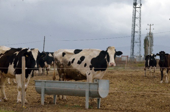 O Köylerin Girişine "Kuduz Var" Tabelası Asıldı