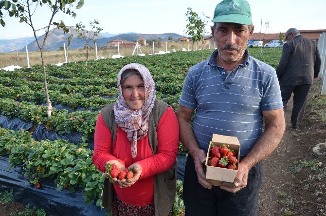 Çilek Yetiştiriciliği Dikenli Köyü İçin Geçim Kaynağı Oldu