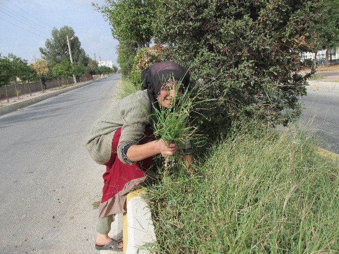 Diyarbakırlı Hasibe’nin Aydın’daki Yaşam Savaşı