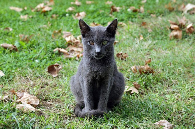 Kağıthane’de Kedi Ve Köpek Evleri Dezenfekte Ediliyor