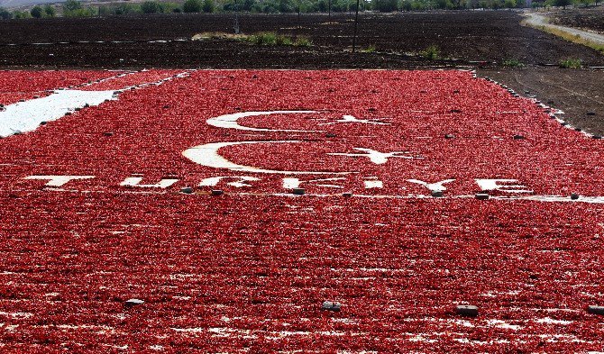 Bayrak Ve Türkiye Sevgisini Biber Sergisine İşledi