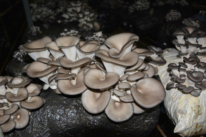 Antalya’da İstiridye Mantarı Üretimi Başladı