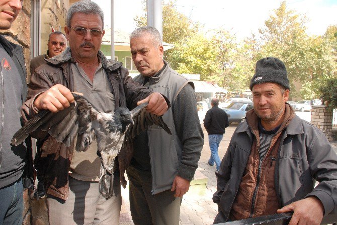 Yaralı Karga Tedaviye Alındı